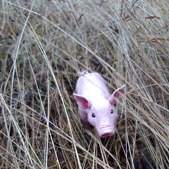 Grisen går bland långt gräs.