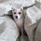 Fjällräven som myser i en säng.