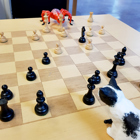 Katten och Spindeln spelar schack.