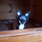 Hunden sitter i en hundkoja.