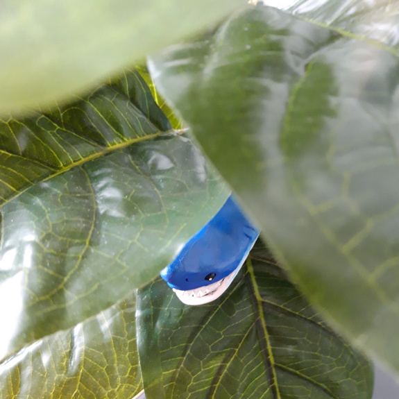 Hajen gömmer sig i en blomma.