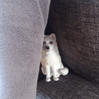 Fjällräven gömmer sig.