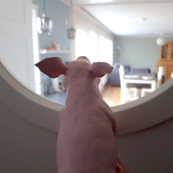 Grisen som tittar ut genom ett runt fönster.