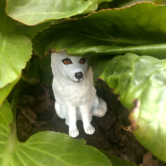 Fjällräven som gömmer sig bland blad.