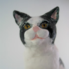 Närbild på katten.