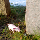 Grisen bredvid en stenpelare.