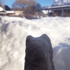 Fjällräven tittar ut på en massa snö.