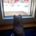 Fjällräven tittar ut genom ett fönster.