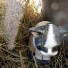Katten sitter gömd under en sten.