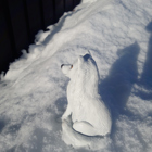 Fjällräven ute i snön.