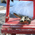 Krokodilen sitter på en spark.