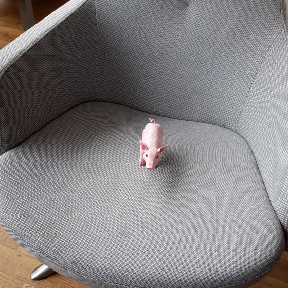 Grisen sitter i en fåtölj.
