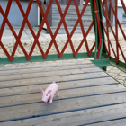 Närbild på grisen i en telefonkiosk.